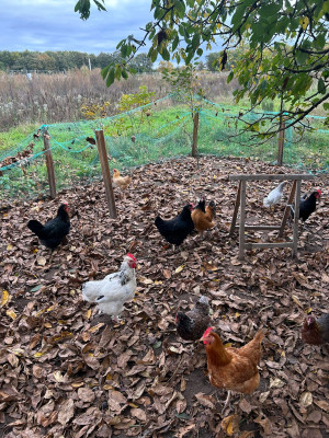 Besuch bei den Hühnern
