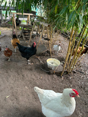 Hühnerhof Erzhausen